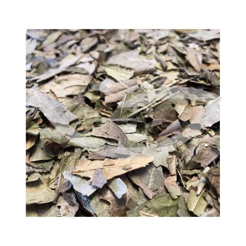 Plante Médicinale Boldo du Chili Peumus Boldus Feuille coupée 100g Cystite Maroc