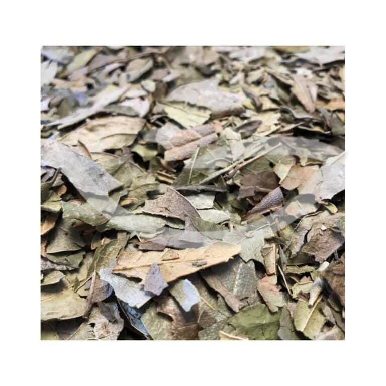 Plante Médicinale Boldo du Chili Peumus Boldus Feuille coupée 100g Cystite Maroc Plante Médicinale Boldo du Chili Peumus Boldus Feuille coupée 100g Cystite Maroc
