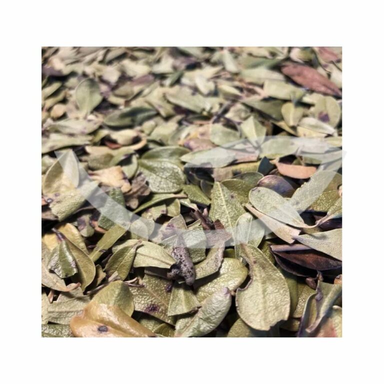 Plante Médicinale Busserole Arctostaphylos Uva ursi Feuille entière100 g Traiter les Cystites Maroc
