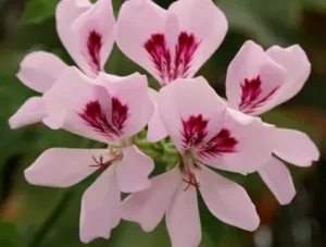 Feuille de geranium