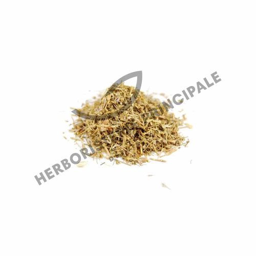 Plante Médicinale Sabline Rouge Arenaria Rubra Partie aérienne coupée 100g Antiseptique Maroc