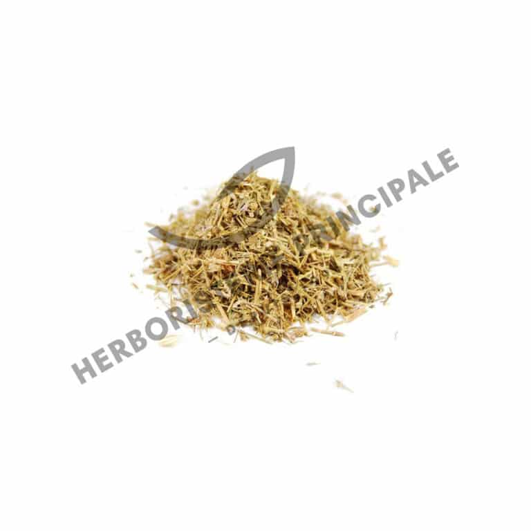 Plante Médicinale Sabline Rouge Arenaria Rubra Partie aérienne coupée 100g Antiseptique Maroc Plante Médicinale Sabline Rouge Arenaria Rubra Partie aérienne coupée 100g Antiseptique Maroc