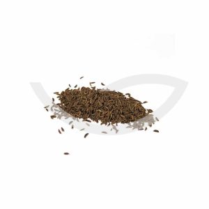 Plante Médicinale Carvi Noir Carum Carvi Fruit 100g Galactogènes Maroc Plante Médicinale Carvi Noir Carum Carvi Fruit 100g Galactogènes Maroc