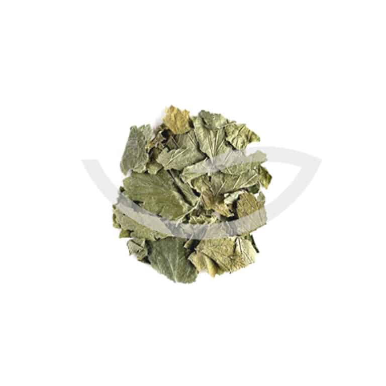 Plante Médicinale Cassis Ribes Nigrum Feuille entière 100g traiter les rhumatisme, la goutte, et l'arthrite Maroc Plante Médicinale Cassis Ribes Nigrum Feuille entière 100g traiter les rhumatisme, la goutte, et l'arthrite Maroc