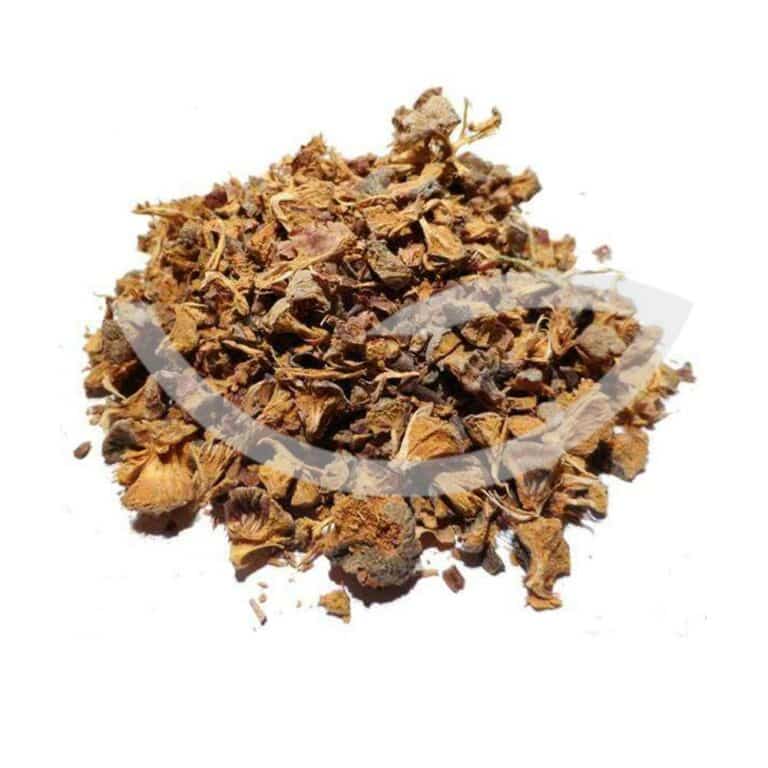 Plante Médicinale Cyprès Cupressus Sempervirens Cône Fructifère 100g Propriétés Circulatoires Maroc Plante Médicinale Cyprès Cupressus Sempervirens Cône Fructifère 100g Propriétés Circulatoires Maroc