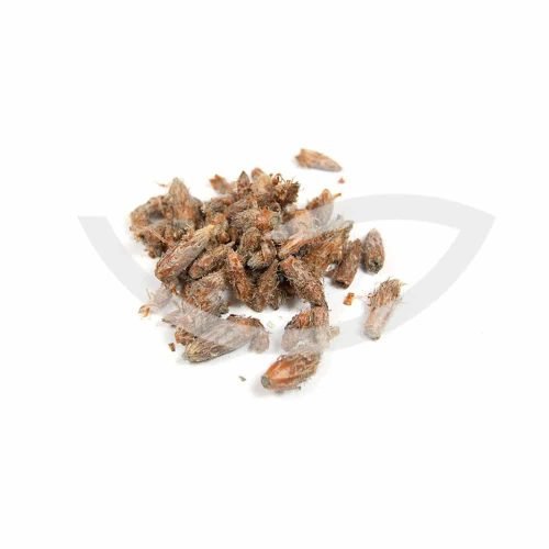 Plante Médicinale Pin Sylvestre Pinus Sylvestris Bourgeon 100g antiseptique Maroc
