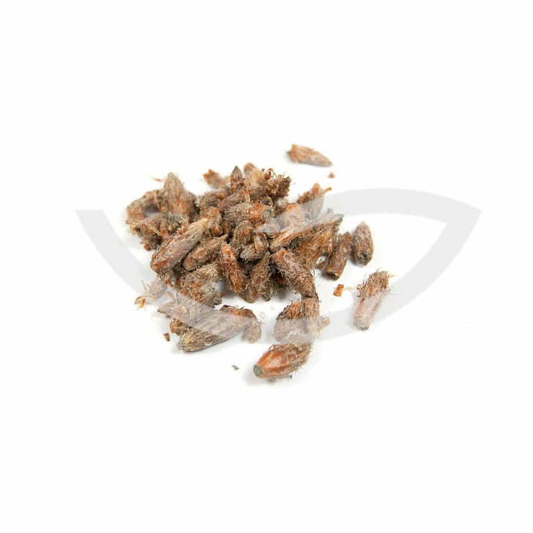 Plante Médicinale Pin Sylvestre Pinus Sylvestris Bourgeon 100g antiseptique Maroc