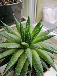 LAloe Vera dans un pot