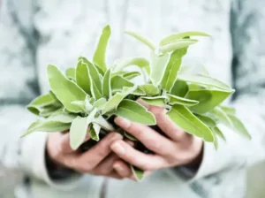 Plante de teinture naturelle pour les cheveux