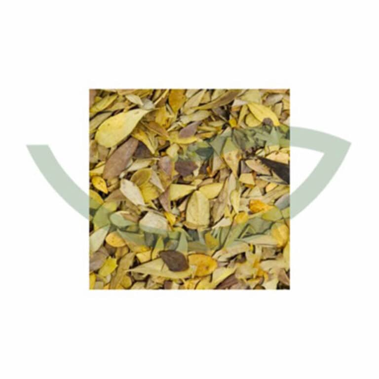 Plante Médicinale globulaire en vrac Globularia alypum Feuille 100g herboristerie principale