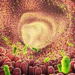 microbiote dans lorganisme microbiote dans l'organisme