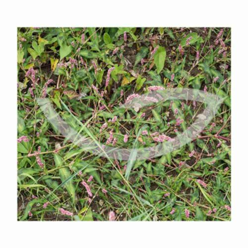 Plante Médicinale Persicaire Polygonum Persicaria Partie aérienne coupée 100g Tonique Maroc