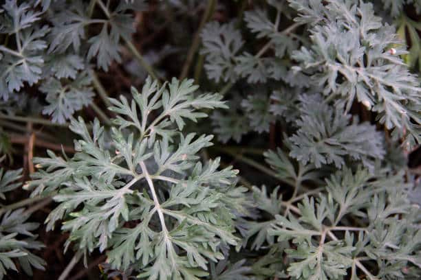 Absinthe Plante medicinale.jpg Absinthe : Plante médicinale