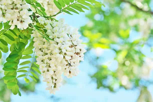 Acacia Robinier Plante medicinale.jpg Acacia ( Robinier ) : Plante Médicinale
