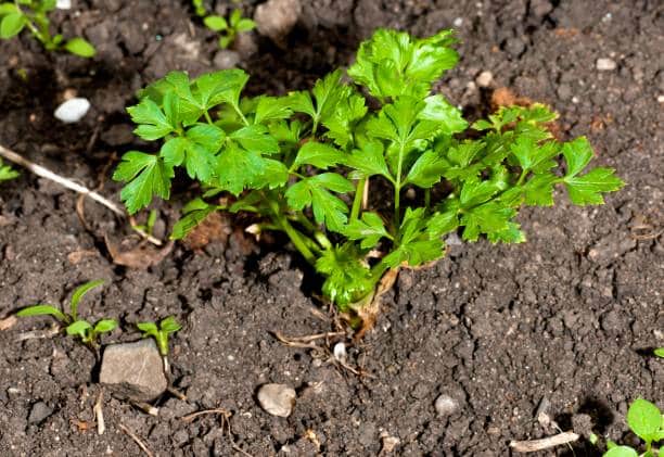Ache des marais (céléri) Plante médicinale