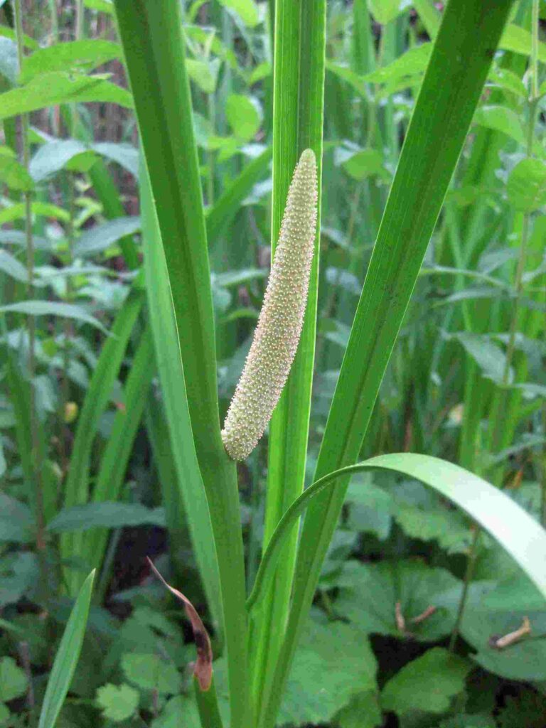 Acore odorant Plante medicinale.jpg Acore Odorant (Calamus) : plante médicinale