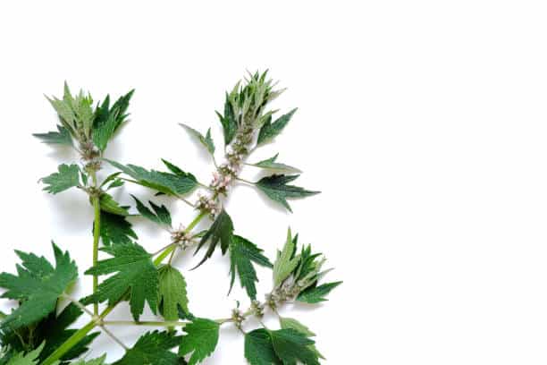 Agripaume : Plante médicinale