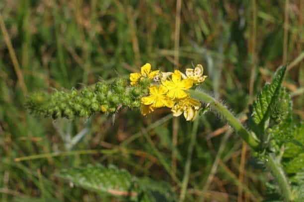 Aigremoine: Plante médicinale