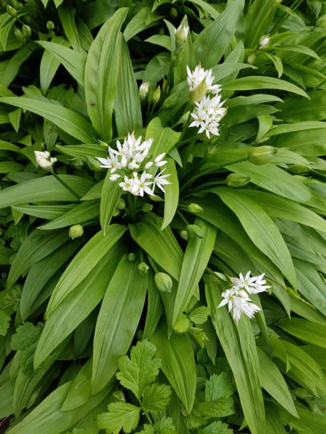 Ail des ours : Plante médicinale