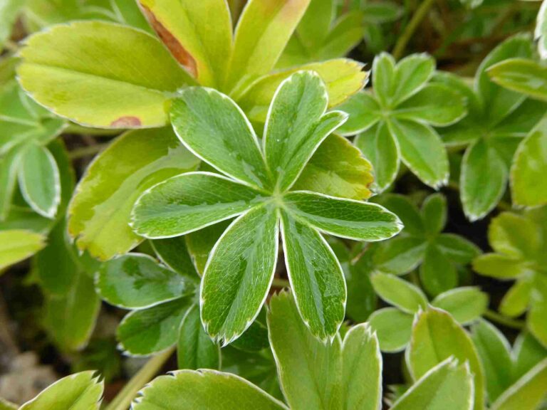 Alchémille argentée : Plante médicinales