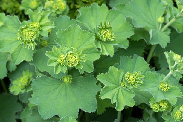 Alchemille vulgaire Plante medicinale.jpg Alchémille vulgaire : Plante médicinale