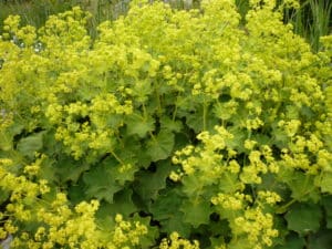 alchémille-vulgaire-plante médicinale
