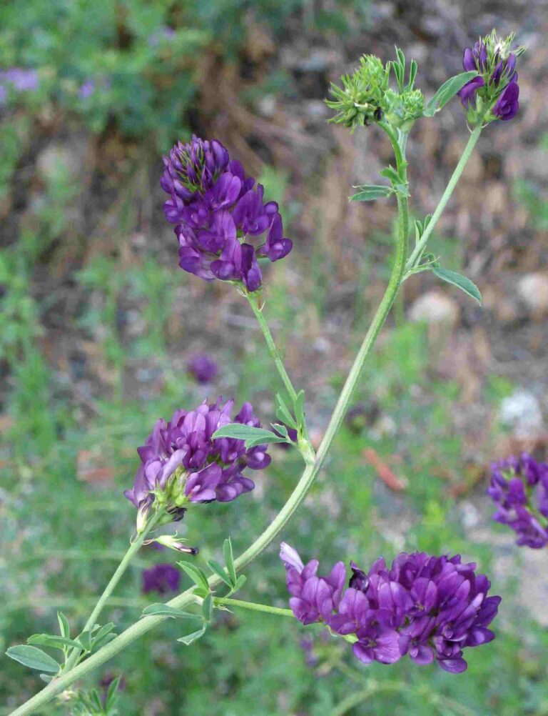 Alfalfa luzerne Plante medicinale.jpg Alfalfa (Luzerne) : Plante médicinale