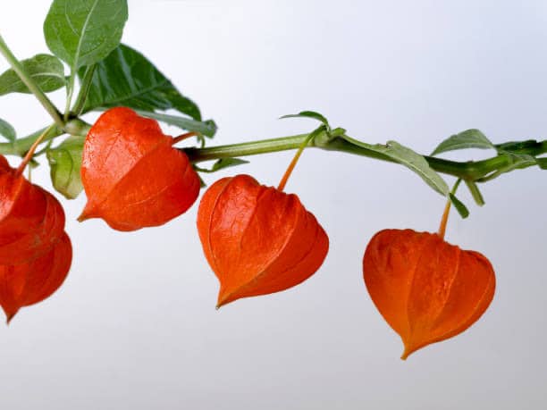 Alkekenge Plante medicinale.jpg Alkekenge : Plante médicinale