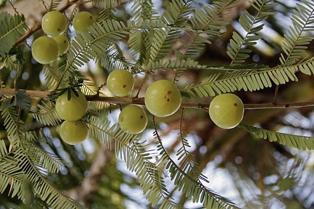 Amla Plante medicinale.jpg Amla : Plante médicinale