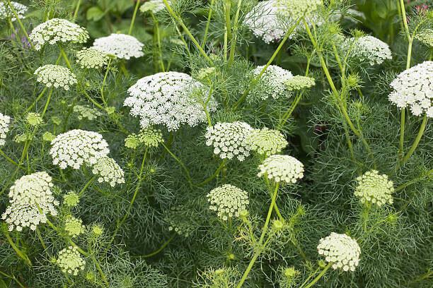 Ammi visnaga Plante medecinale.jpg Ammi Visnaga ( Khella ) : Plante médicinale