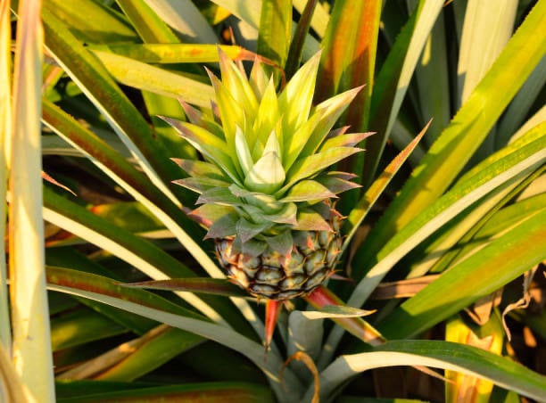 Ananas Plante medicinale.jpg Ananas : Plante médicinale