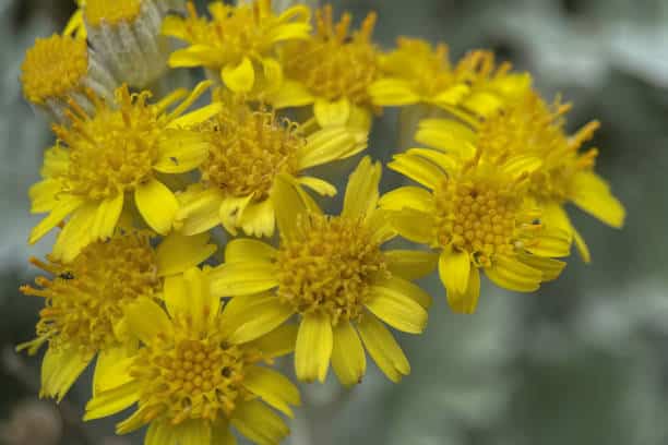 Arnica heteroteca Plante medicinale.jpg Arnica (Heterotheca) : Plante médicinale