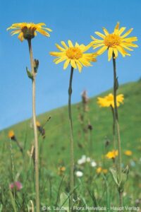 Arnica Montana : Plante médicinale