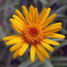 Arnica montana plante medicinale Arnica Montana : Plante médicinale
