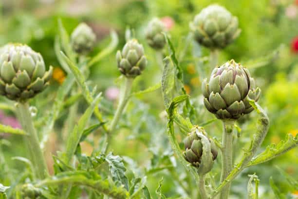Artichaut Plante medicinale.jpg Artichaut : Plante médicinale