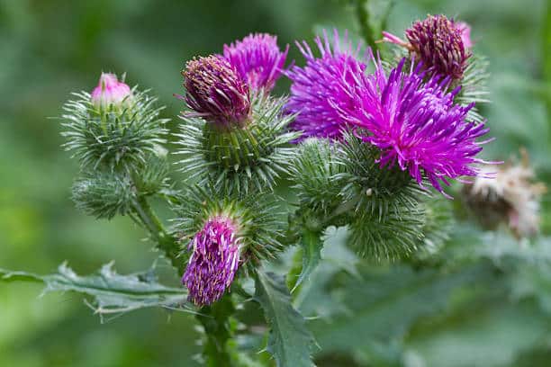 Artichaut cardon Plante medicinale.jpg Artichaut ( Cordon ) : Plante médicinale
