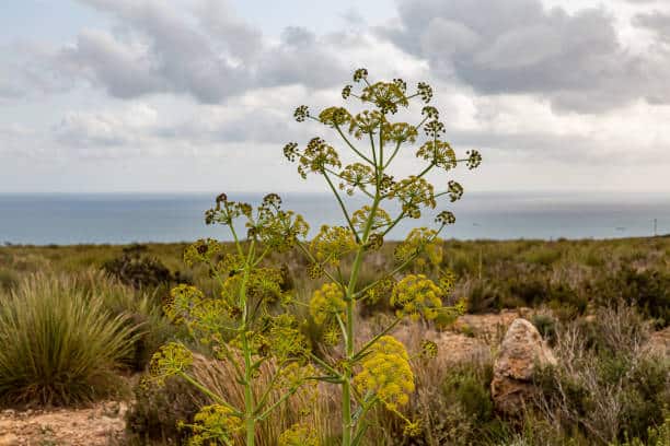 Asa Foetida : Plante médicinale