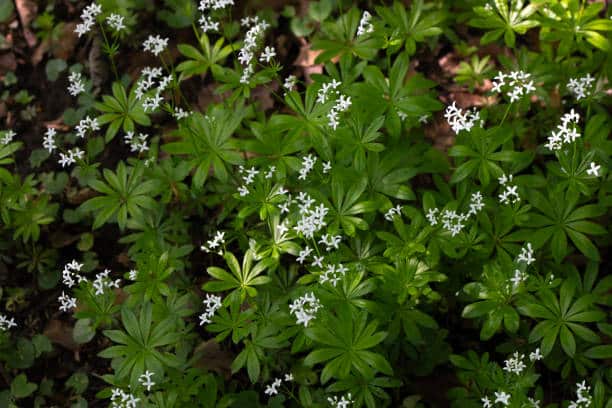 Asperule odorante Plante medicinale.jpg Aspérule Odorante : Plante médicinale