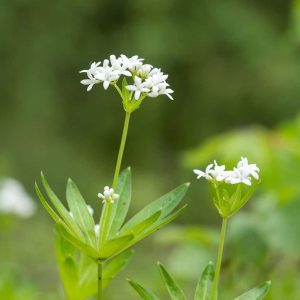 Asperule odorante description2 Aspérule Odorante : Plante médicinale