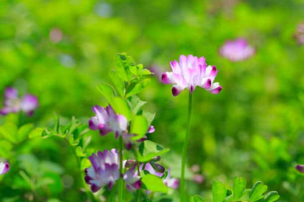 Astragale Plante medicinale.jpg Astragale : Plante médicinale