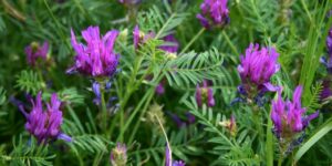 Astragale : Plante médicinale 