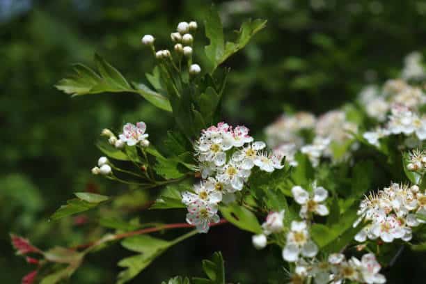 Aubepine Plante medicinale.jpg Aubépine : Plante médicinale