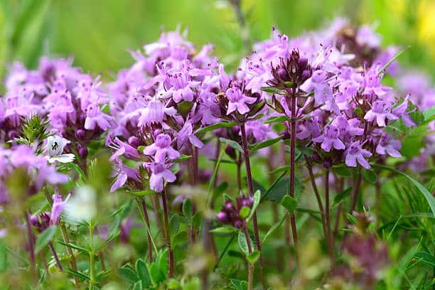 Ballote Plante medicinale.jpg Ballote ( Marrube Noire ) : Plante médicinale