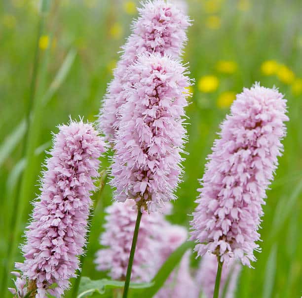 Bistorte Plante medicinale.jpg Bistorte : Plante médicinale