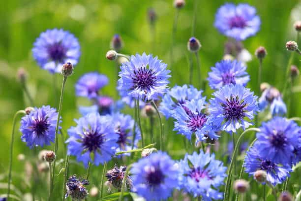 Bleuet Plante medicinale.jpg Bleuet : plante médicinale