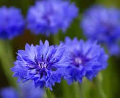 Bleuet description2 Bleuet : plante médicinale