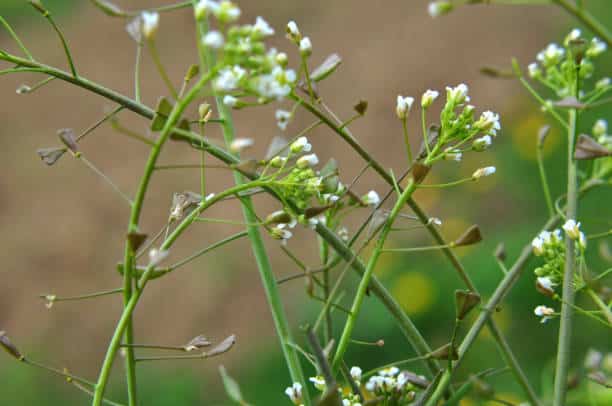 Bourse-à-Pasteur : Plante médicinale