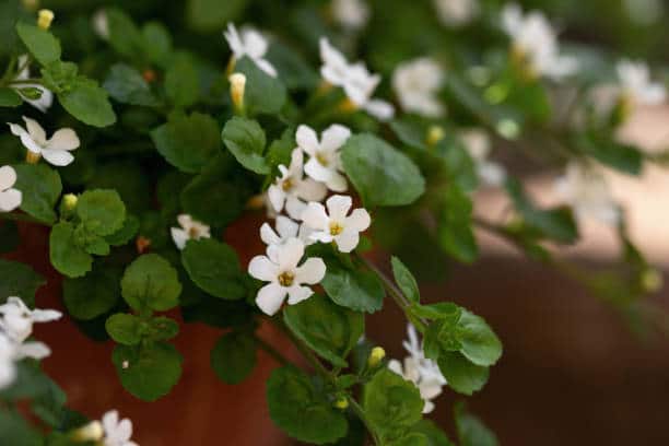 Brahmi : Plante médicinale