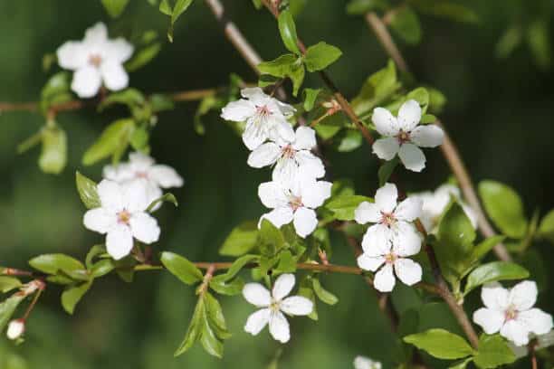 Buchu Plante medicinale.jpg Buchu : Plante médicinale