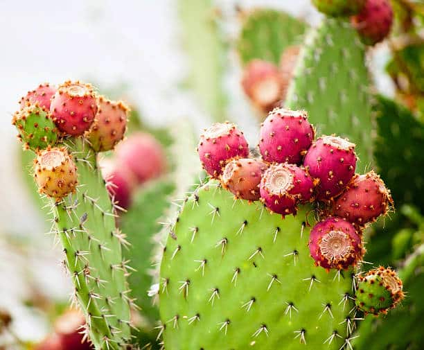 Cactus nopal Plante medicinale.jpg Cactus ( nopal ) : Plante médicinale